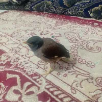 جوجه مینا