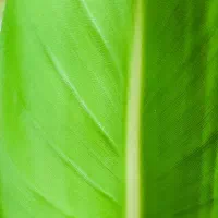گل پرنده بهشتی کاکتوس صخره ای