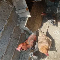 مرق تخم گزارش خروس مهلی
