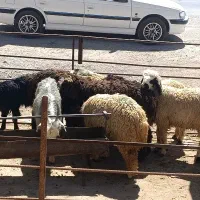 کهره بره نر