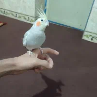 عروس هلندی ماده