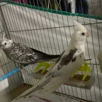 جفت عروس هلندی مولد البینو دوکت و ایزابل