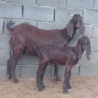 گوسفند بز بزغاله دار پاکستانی گوش بلند اصل شکم دوم