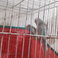 مرغ عشق|پرنده|کوهدشت, |دیوار