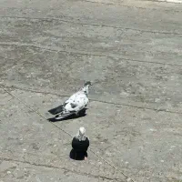 کبوترباخت رفته