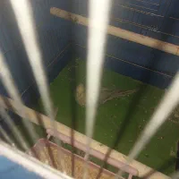 عروس هلندی