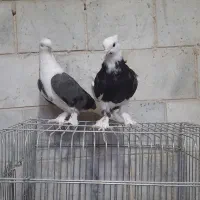 جوجه کبوتر شازده از نسل هما