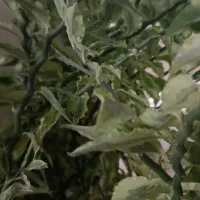 گل...|گل و گیاه طبیعی|مشهد, توس فردوسی|دیوار