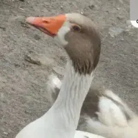 یک جفت غاز نرو ماده