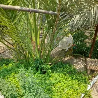 پاجوش برحی