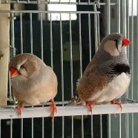 فنچ انگلیسی جامبو