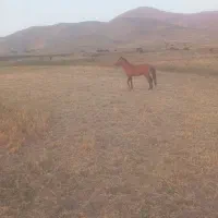 اسب نر سه ساله