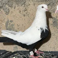 شالی کاکول دار