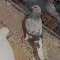 با سلام سه عدد  ماده گوک اسطوره