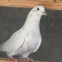 کبوتر پرشی نرو و ماده