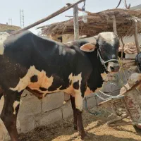 گوساله نر