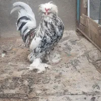 مرغ خروس زینتی