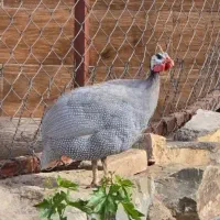مرغ شاخدار مصری