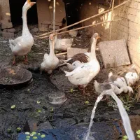 قو غاز ومحلی ودورگه باجوجه