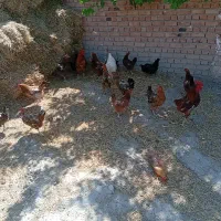 مرغ خروس تخم گذاری