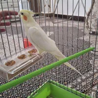 عروس هلندی نر