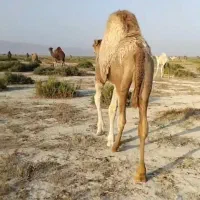 شتر نر