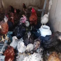 جوجه رسمی