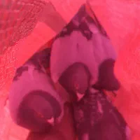 پلاکی|پرنده|بستان آباد, |دیوار