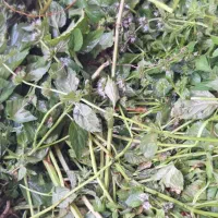عرقیجات خانگی درجه ۱