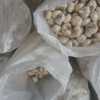 ۲۵۰ کیلو سیر عمده ای