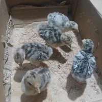 جوجه بوقلمون و اردک اسراییلی