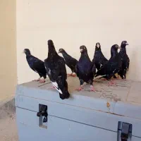۶تا جوجه قره سیاه درجه یک تربت جام