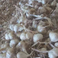 سیر سفید دانه درشت