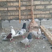 کبوتر رنگه
