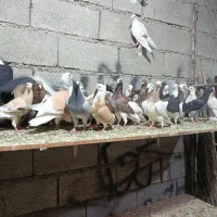 کبوتر رنگی و دورگ پلاکی