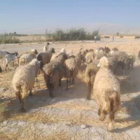 فروش۲۵راس میش وشیشک ترکی بختیاری آبستن
