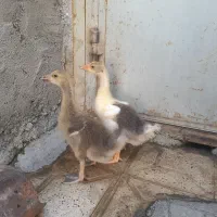 جوجه قوغاز گردن ماری