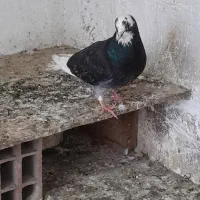 کفتر کله دم