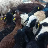 خرید.وفروش گوسفند زنده .