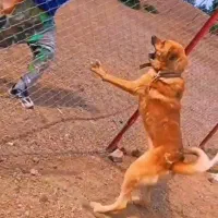 سگ نگهبان و توله سگ نگهبان ویلا و گله