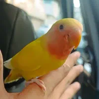 کوتوله برزیلی فول دستی عروسک
