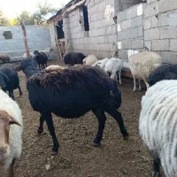 گوسفند میش آبستن و بره دار