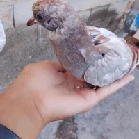 کفتر|پرنده|سمنان, |دیوار