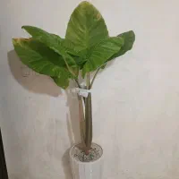 گل بابا ادم