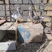 کبوتر