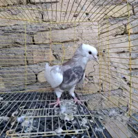 طوقی فروشی