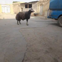 برچشم خوب رحمت   قوچ ۳سالع افشاری سنگین وزن
