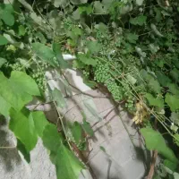 با سلام انگور غوره