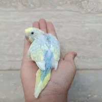 مرغ عشق جوجه و بالغ