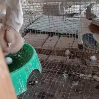 سینه|پرنده|اهرم, |دیوار